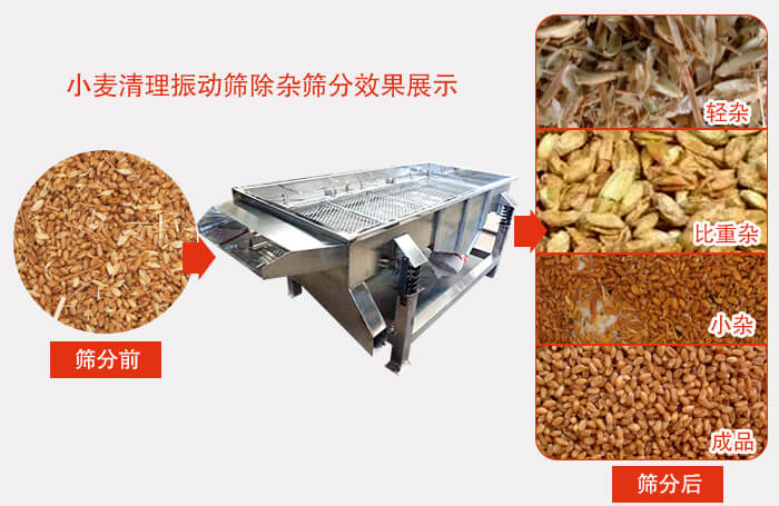 小麥清理振動(dòng)篩小麥篩分效果展示圖可同時(shí)篩分出輕雜，比重雜，小雜，成品等四個(gè)等級(jí)。